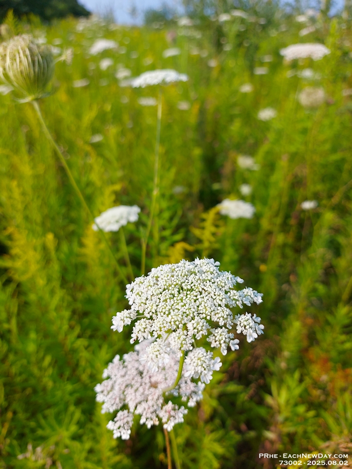 73002LeUsm - Queen Anne's Lace, Clayt French Park